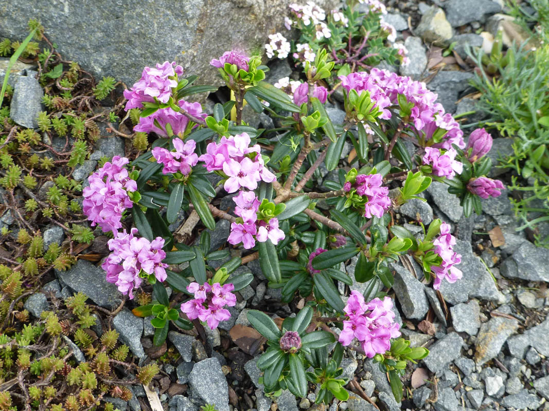 Daphne arbuscula x sericea